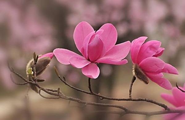 清明，獻(xiàn)給您一束辛夷花